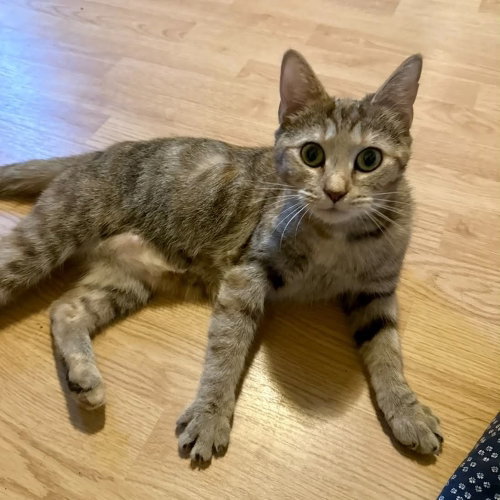 Matilda