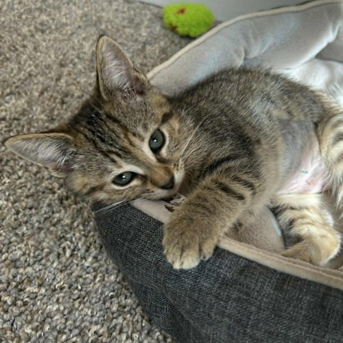 Rainier, Baby Domestic Short Hair, cat for adoption in Asheville, North Carolina