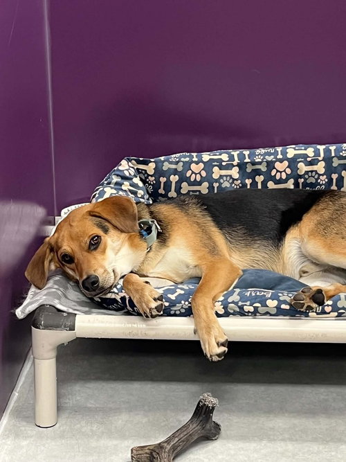 BONES - Terrier available for adoption
