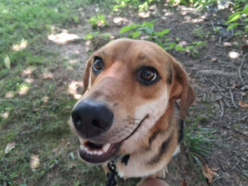 BONES - Terrier available for adoption