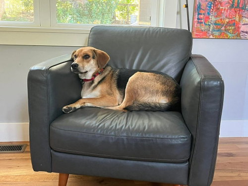 BONES - Terrier available for adoption