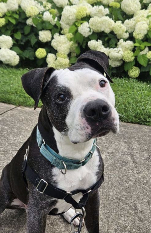 Domino, photo 2