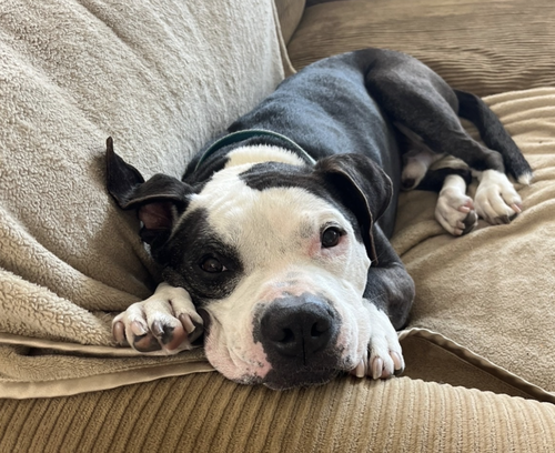 Domino, photo 3
