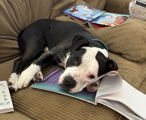 Domino, photo 4