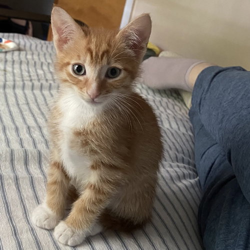 Copper