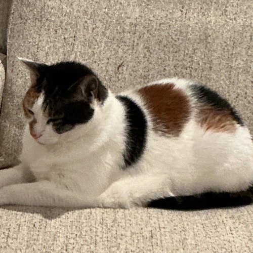 Patches