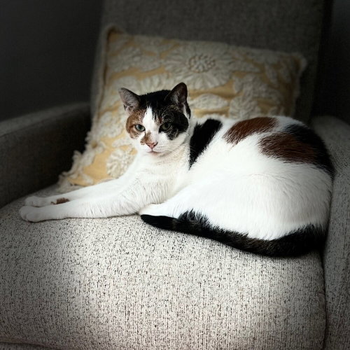 Patches, an adoptable Domestic Short Hair in Candler, NC
