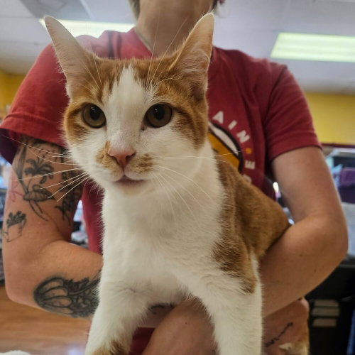Canoodle, Baby Domestic Short Hair, cat for adoption in Asheville, North Carolina