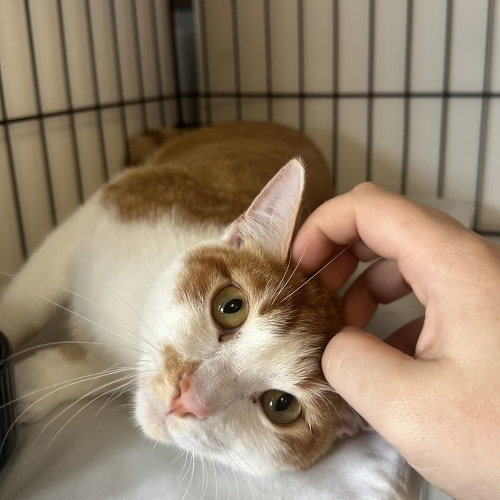 Caboodle, Baby Domestic Short Hair, cat for adoption in Asheville, North Carolina