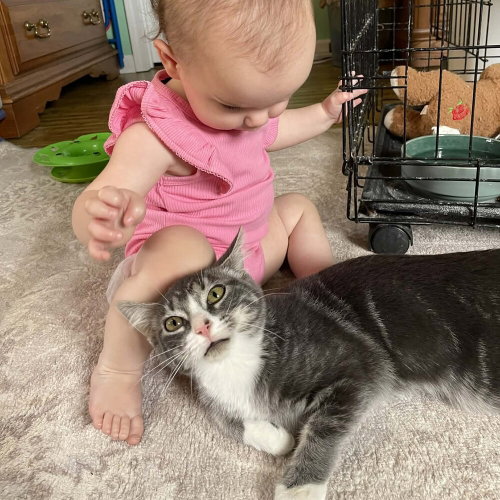 Zio, Baby Domestic Short Hair, cat for adoption in Candler, North Carolina
