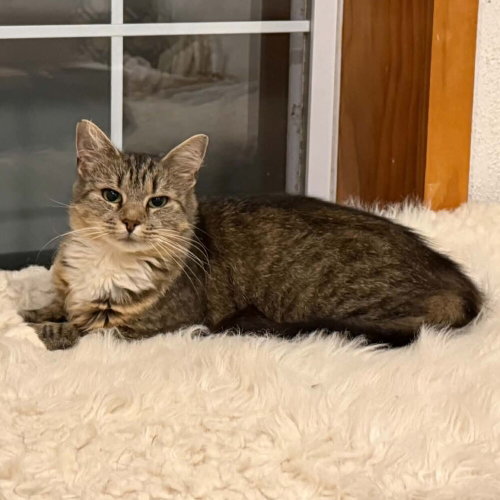 Gracie Mae, an adoptable Domestic Medium Hair in Candler, NC