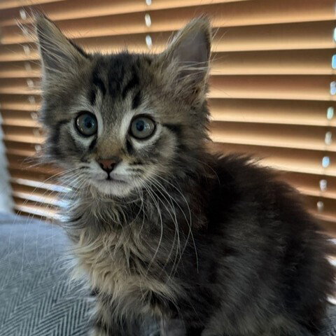 Crew, Baby Domestic Medium Hair / Mixed, cat for adoption in Asheville, North Carolina