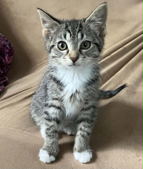 Remy