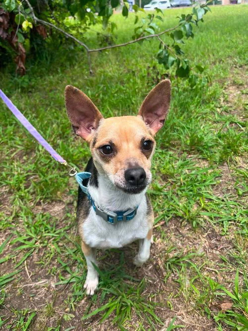 Nelson, an adoptable Chihuahua in Candler, NC