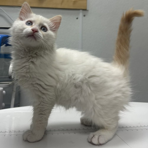 Rhubarb Cobbler, Baby Siamese / Domestic Medium Hair / Mixed, cat for adoption in Asheville, North Carolina