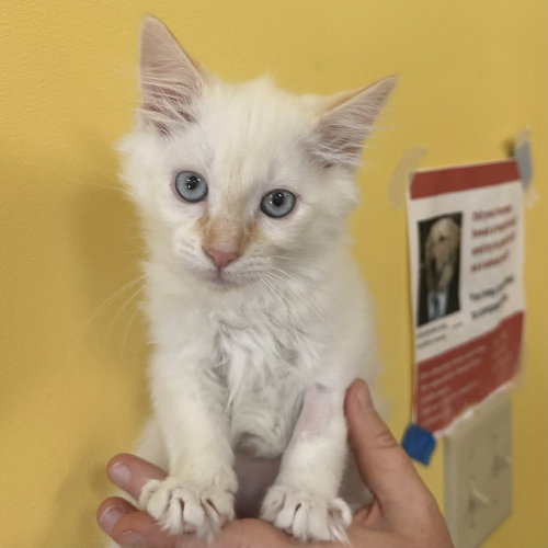 Brown Betty, Baby Siamese / Domestic Medium Hair / Mixed, cat for adoption in Asheville, North Carolina