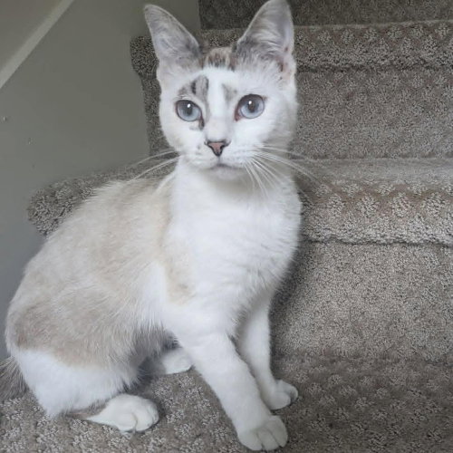 Lizzie, an adoptable Siamese in Candler, NC