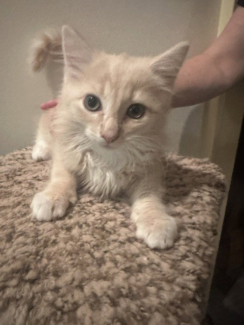 Fluffy