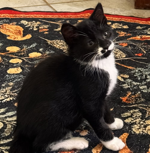 Marvin