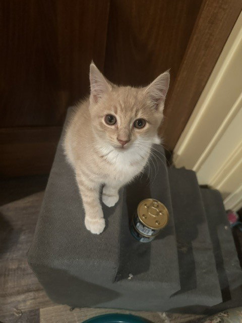 Tuffy