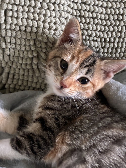 Hazel