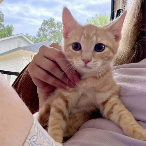 Rom, an adoptable Domestic Short Hair in Candler, NC