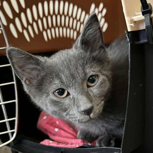 Tripp, an adoptable Domestic Short Hair in Candler, NC