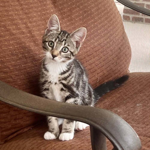 Macon, an adoptable Domestic Short Hair in Candler, NC