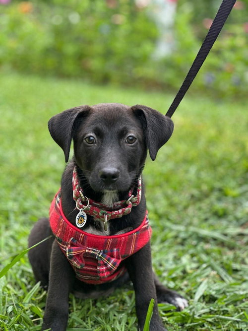 Kula photo 2