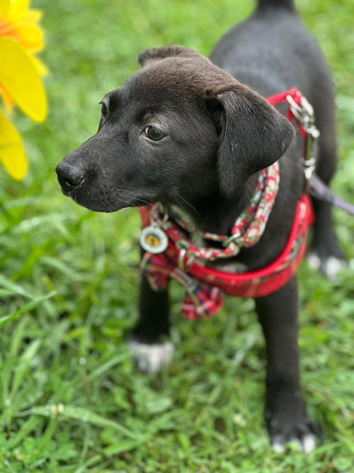 Kula photo 4