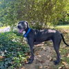 Thor - Photo 1