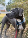 Thor - Photo 3