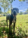Thor - Photo 4