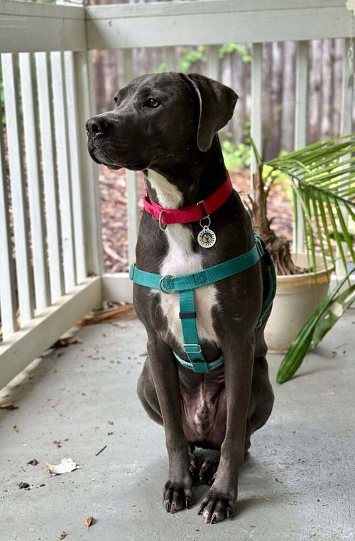 picture of the dog needing adoption