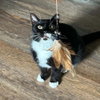 Fiddle - Photo 3