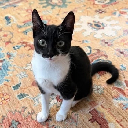 picture of the cat needing adoption