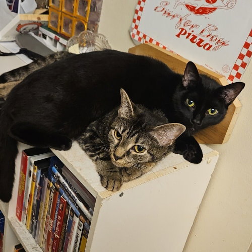 KITANA - Domestic Short Hair available for adoption
