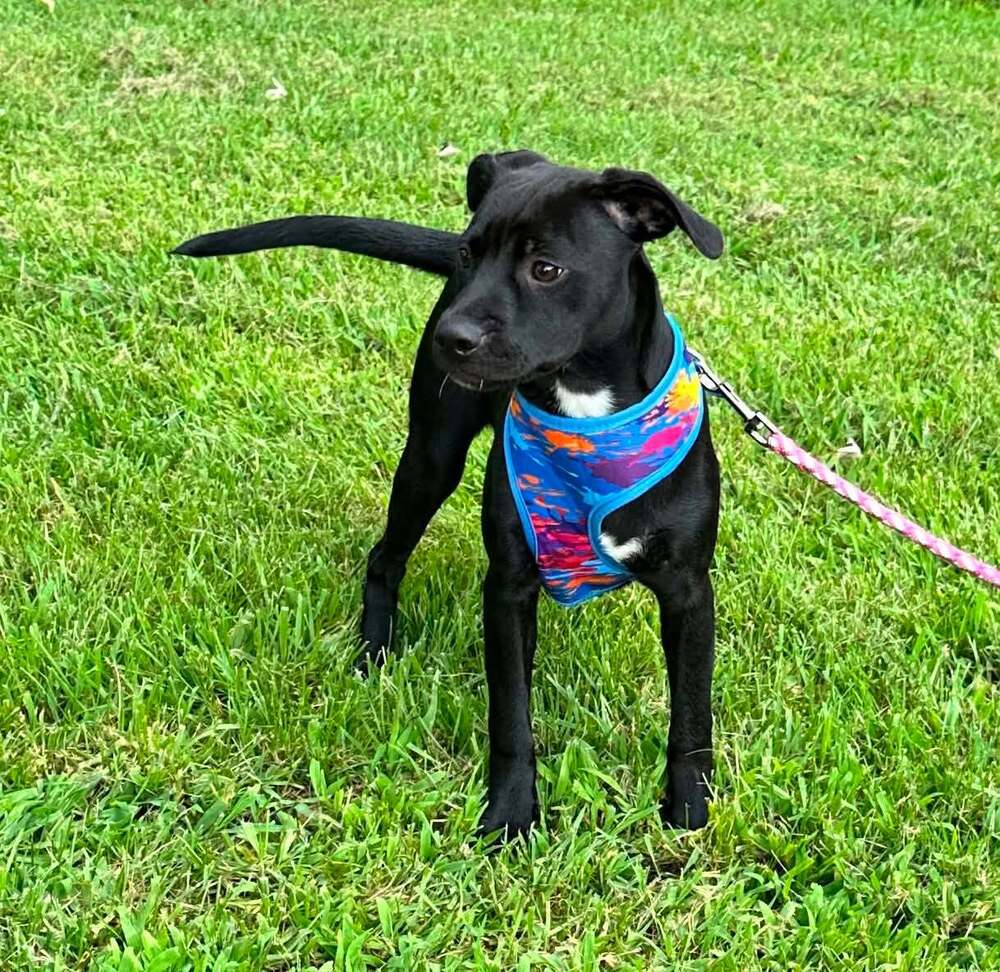 Miaa - Terrier