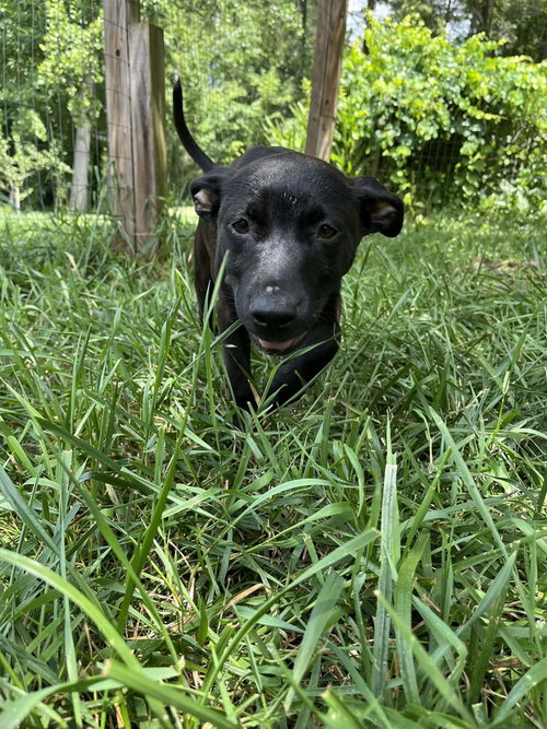 Remy photo 4