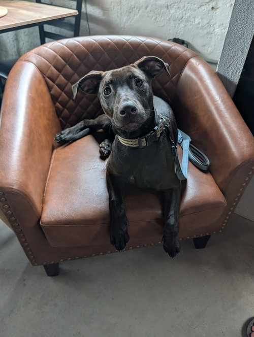 picture of the dog needing adoption