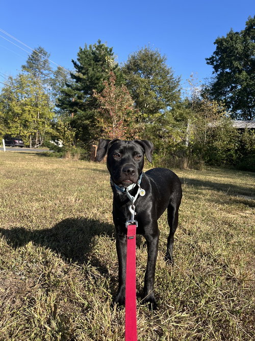 Chex, a dog for adoption from Mountain Pet Rescue Asheville