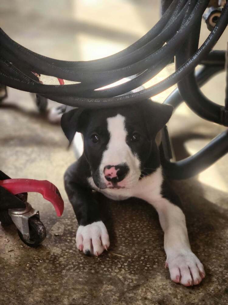 Polka Dot
