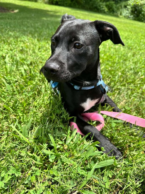 Franklin photo 3