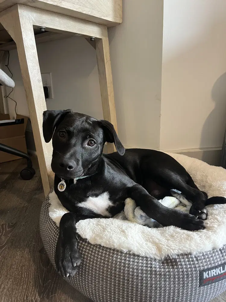 Franklin - Terrier