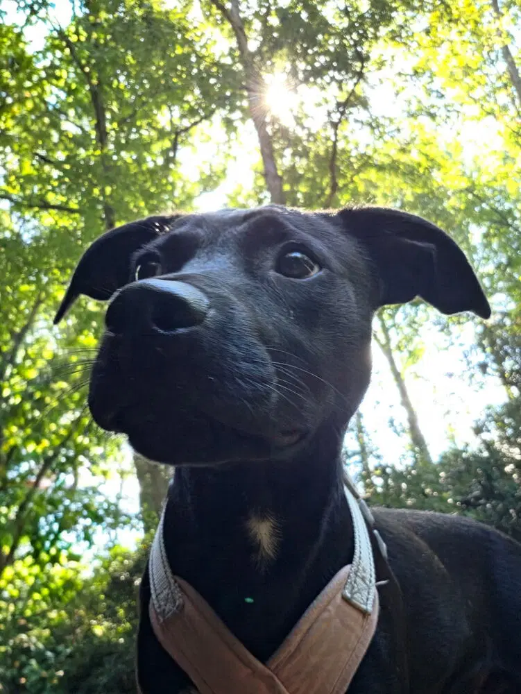 Franklin - Terrier