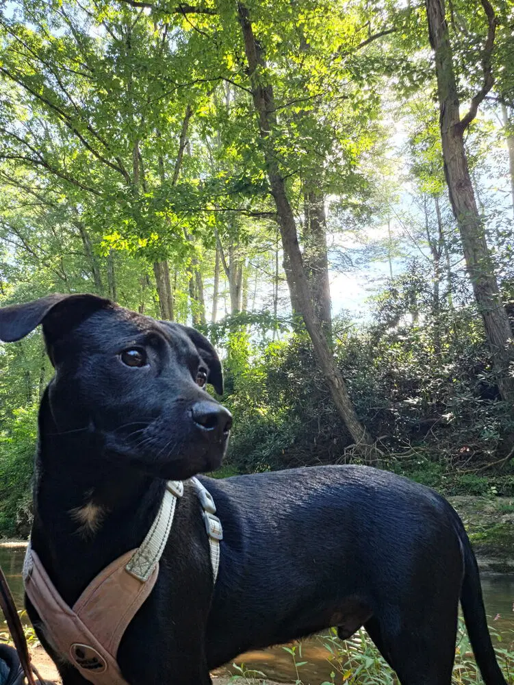 Franklin - Terrier
