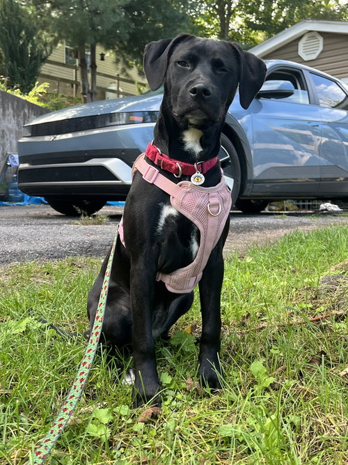 picture of the dog needing adoption