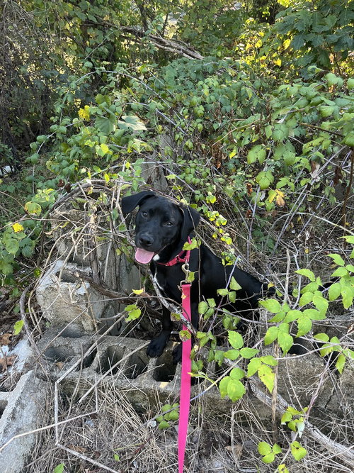 Finita, a dog for adoption from Mountain Pet Rescue Asheville