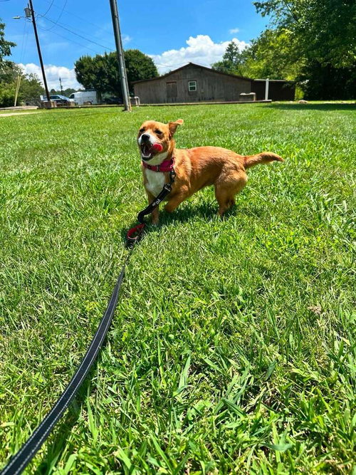 Pup Cup photo 3
