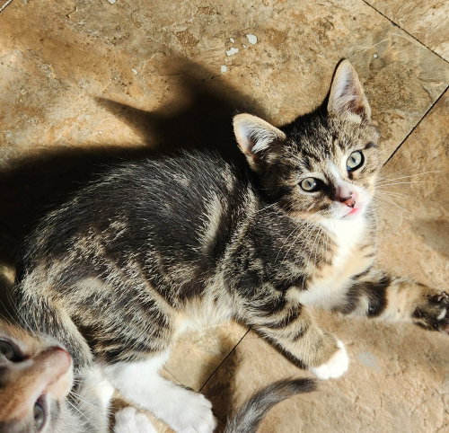 Tico